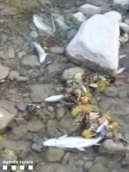 Un vertido en Coll de Nargó (Lleida) causa la muerte de centenares de peces en el río Sallent.