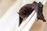 Foto: El peligro de los murciélagos en la transmisión de enfermedades y su relación con los coronavirus