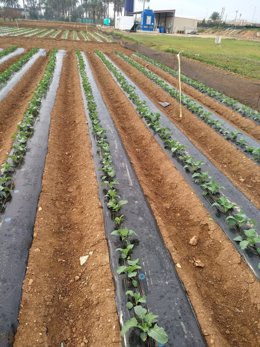 Imagen del estudio que la UPCT está realizando en su Estación Experimental Tomás Ferro y de una de las plagas que afectan al brócol