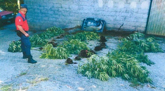 Agente de la Policía Foral junto a las plantas de marihuana incautadas en Lesaka