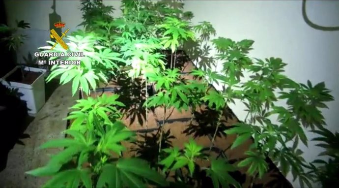 Queman un cultivo de más de 1.300 plantas de marihuana en Villarejo de Salvanés y detienen a dos encargados