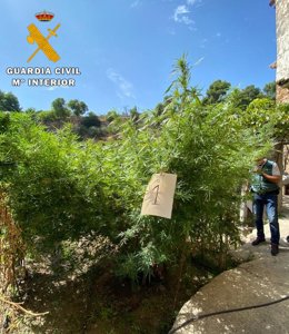 Sucesos.- Intervenidas 23 plantas de marihuana en el monte y un huerto de Letur 