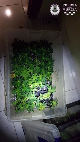 Policía Local de Murcia detiene a cinco hombres por tener presuntamente más de 220 plantas de marihuana en un piso de Santiago el Mayor