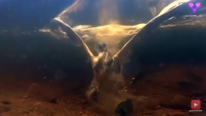Capturan en vídeo el momento preciso en que un águila pescadora atrapa a una trucha bajo el agua