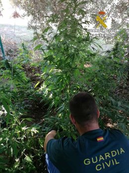 Plantación de marihuana en Sant Lloren (Mallorca)