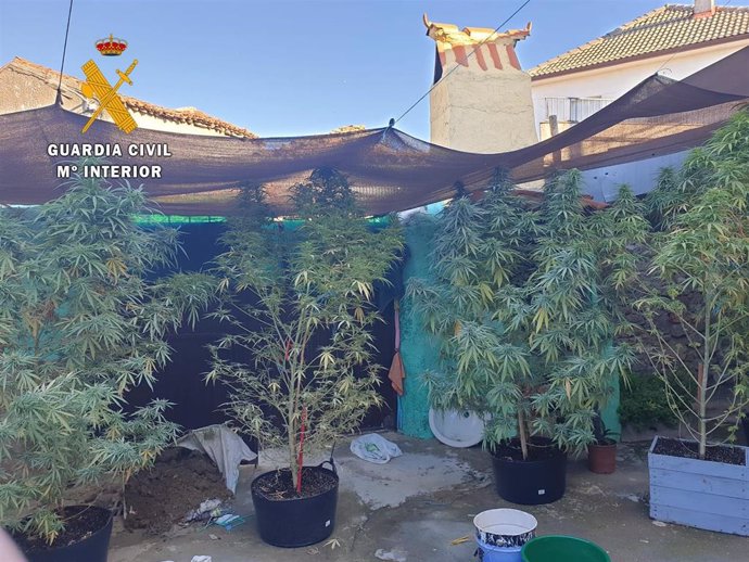 Una de las plantaciones de marihuana descubiertas por la Guardia Civil.