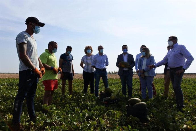 El consejero de Agricultura visita un melonar en Tomelloso.