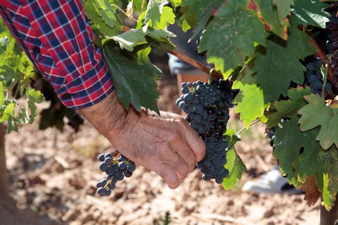 El control realizado por el Consejo Regulador constata "un avance importante de la maduración de la uva" 