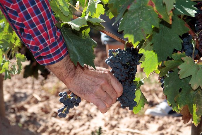 El Consejo Regulador ve "un avance muy significativo" en la maduración alcohólic