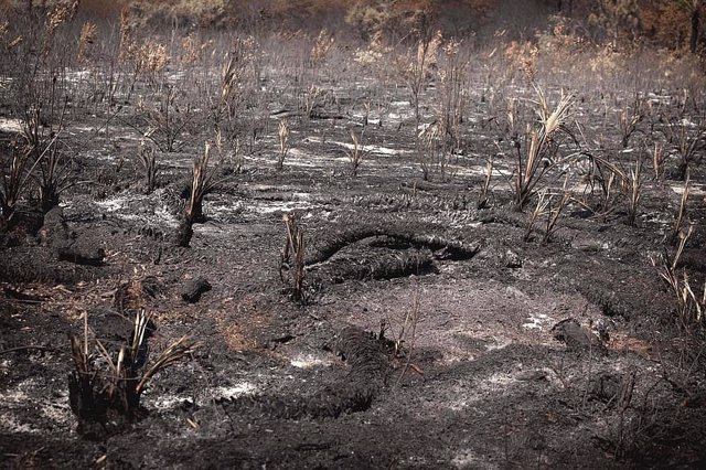 Paisaje quemado por un incendio forestal