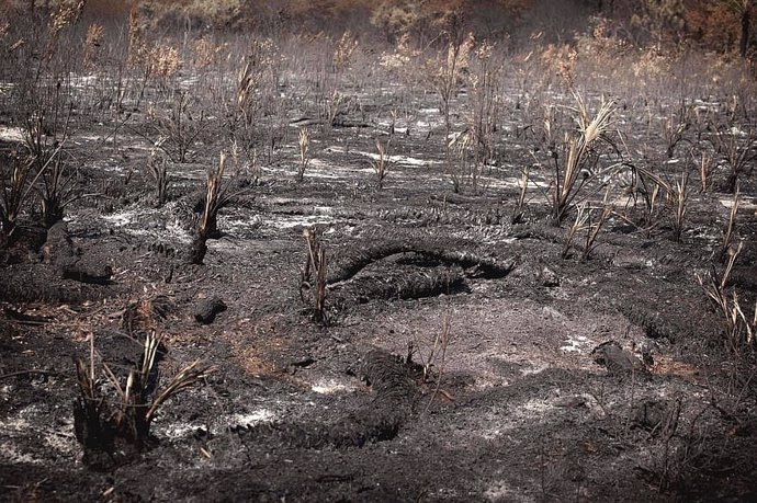 Disminución de los incendios forestales observados en África Central