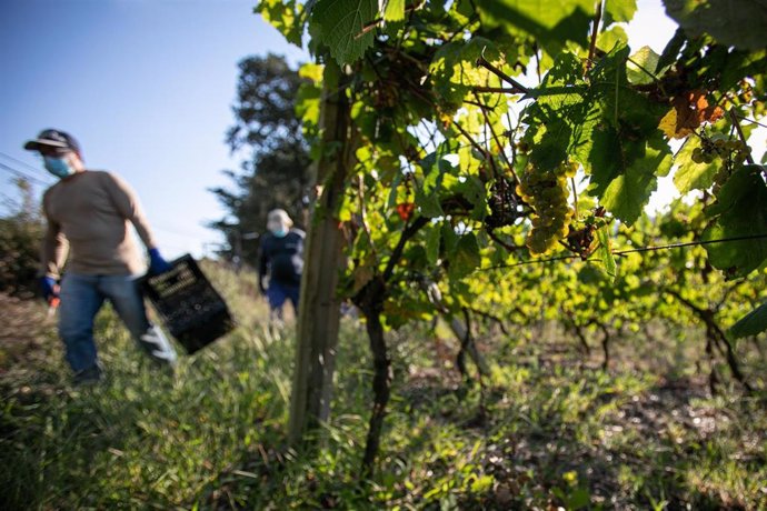 Trabajadores de la Bodega Txabarri recogen uvas durante la vendimia para producir txakoli de Bizkaia, en Zalla,  