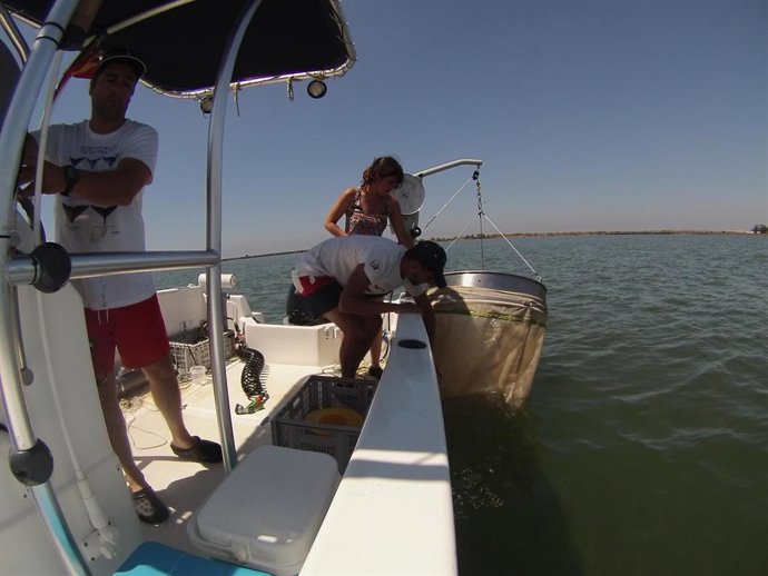 Estudio sobre la turbidez del Guadalquivir y la producción de boquerones en el estuario