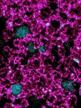 Cultivo in vitro de células madre de trofoblasto inducidas (rosa) que envuelven grupos de células madre pluripotentes inducidas sin tratamiento previo (cian).