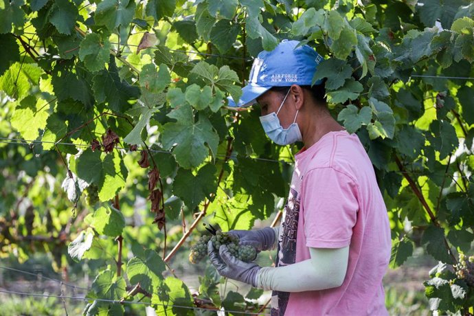 Un trabajador de la Bodega Txabarri recoge uvas durante la vendimia para producir txakoli de Bizkaia, en Zalla, Vizcaya, Euskadi (España), a 14 de septiembre de 2020. La vendimia del  txakoli comenzó oficialmente el pasado viernes, 11 de septiembre, dos