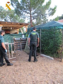 Plantación de marihuana descubierta en la parcela de una vivienda de Boecillo.