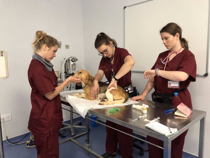 Estudiantes evalúan la sedación de un perro