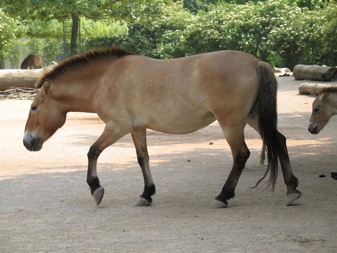 El Asian Przewalski, o caballo de Prezewalski, es el único descendiente vivo de los caballos previos a la domesticación. 