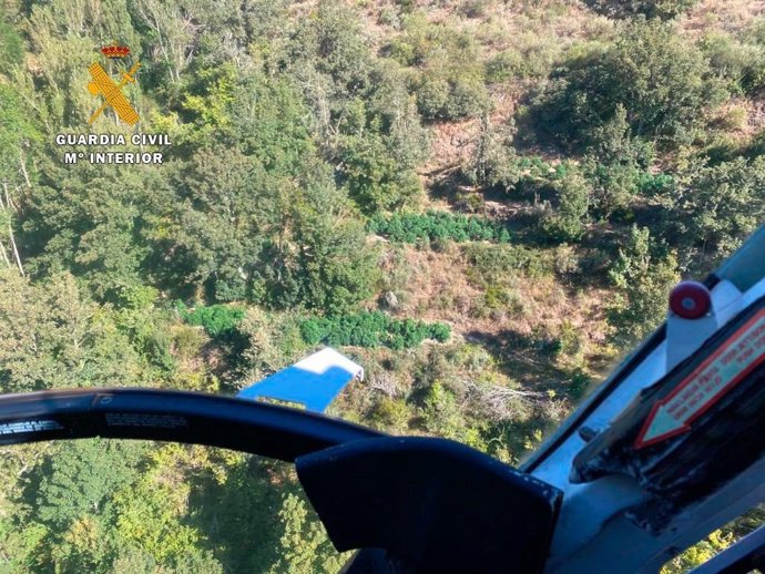 Vista aérea de una de las plantaciones intervenidas.