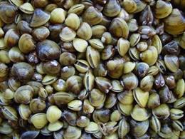 Almeja asiática ('Corbicula fluminea')