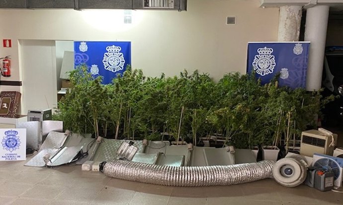 Intervención en una plantación de marihuana en Zarzuela del Monte (Segovia).