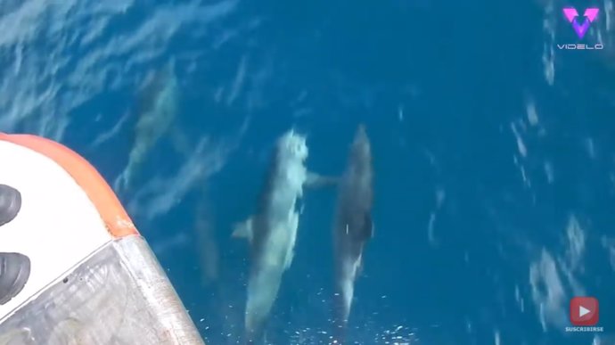 Capturan en vídeo a dos delfines cogidos de las manos mientras nadan