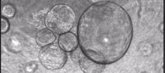 Foto: Logran expandir células madre de hígado a gran escala
