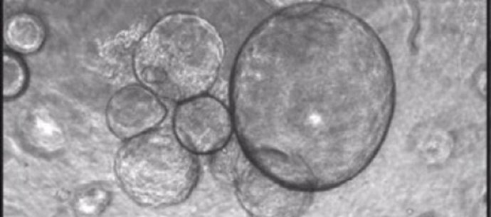 Logran expandir células madre de hígado a gran escala