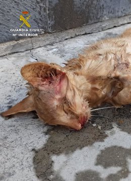 Imagen de archivo de un gato fallecido por un caso de maltrato animal