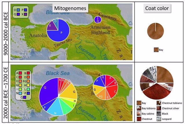 Diversidad genética y color del pelaje de los caballos en Anatolia y Transcaucasia antes y después de 2000 antes de Cristo