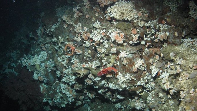 La acidificación amenaza con colapsar los corales de aguas profundas