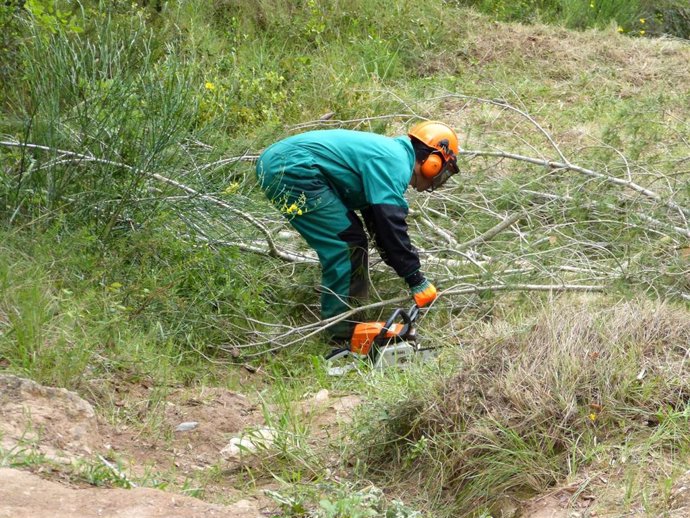 Endesa invierte 265.000 euros en limpiar masas forestales de las líneas de distribución en zonas boscosas de Menorca
