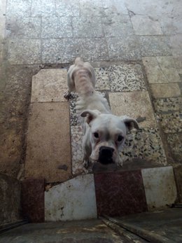 Imagen de archivo de un perro bóxer