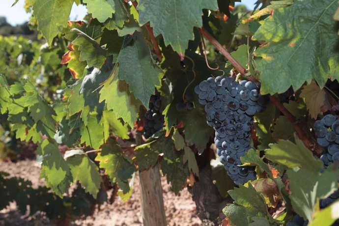 Rioja espera aumentar al 4 por ciento las ventas de vino 'on line' 