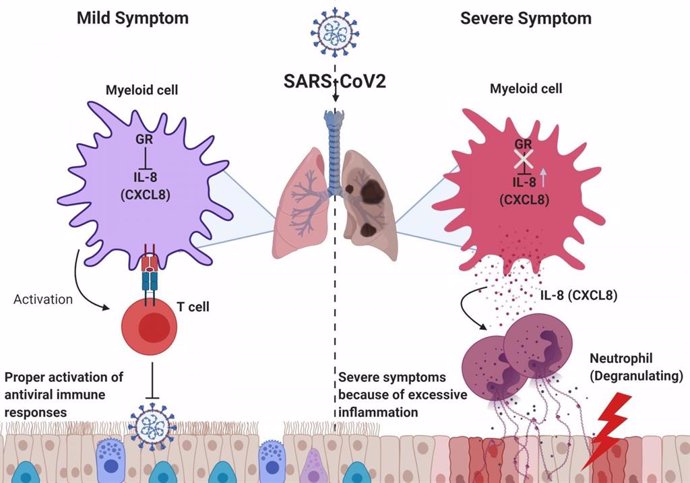 La baja expresión del receptor de glucocorticoides (GR) condujo a una inflamación excesiva y daño pulmonar por los neutrófilos al mejorar la expresión de CXCL8 y otras citocinas.