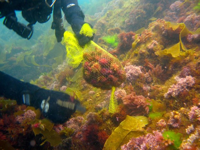 AMP.- La campaña 2020-2021 del Plan Experimental de Explotación del Erizo comenz