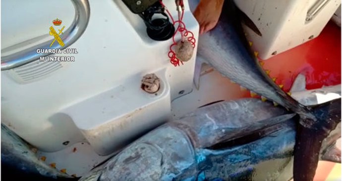 Pla tancat dels exemplars de tonyina roja capturats illegalment per una embarcació recreativa a Salou.