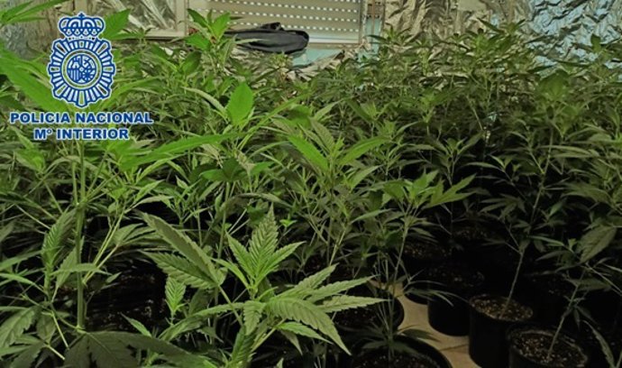 Una de las plantaciones desmanteladas por la Policía Nacional