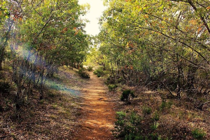 Bosque de Valdenazar, Yebes (Guadalajara).