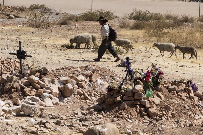 Un pastor pastorea a sus ovejas en un cementerio que alberga víctimas mortales a causa de la COVID-19 en Cochabamba, Bolivia. 