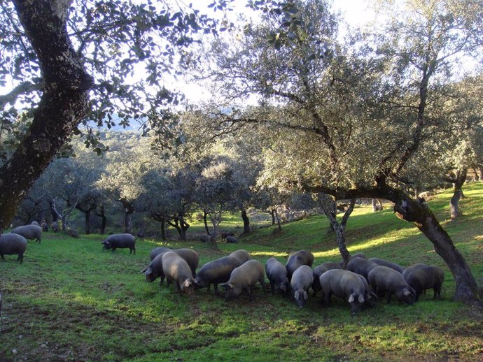 Cerdos se alimentan en una dehesa de Los Pedroches. En una imagen de archivo