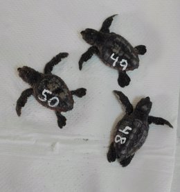 Los nuevos ejemplares de tortuga boba nacidas del nido encontrado en La Manga