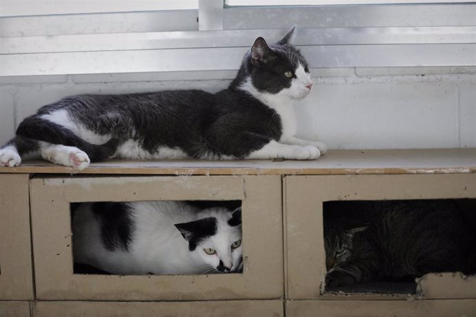 Varios gatos viven en las instalaciones adecuadas del albergue San Francisco de Asis de la Sociedad Protectora de Animales y Plantas de Madrid (SPAP), donde hay acogidos 300 perros y 100 gatos aproximadamente. 