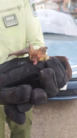 Agentes Forestales de la Comunidad de Madrid han recogido a un murciélago orejudo que se había colado en una casa de Rascafría.