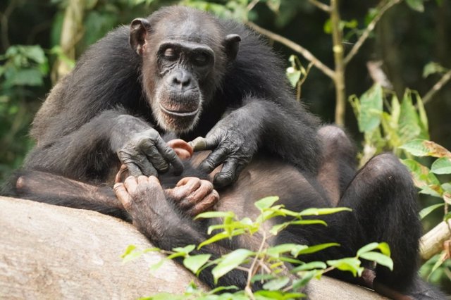 La presencia y el apoyo de una madre chimpancé a lo largo de los años prolongados de la infancia permiten que sus crías tengan tiempo para aprender las habilidades que necesitan para sobrevivir en la edad adulta.