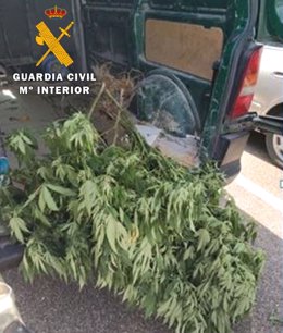 Marihuana incautada a los detenidos en Aldeamayor (Valladolid)