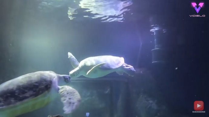 Una pareja de tortugas del acuario Sea Life de Manchester recibe ayuda para reavivar su romance tras el confinamiento