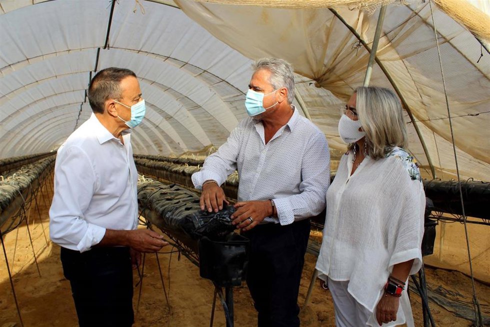 El presidente de la Diputación de Huelva, Ignacio Caraballo,  en una finca agrícola de Cartaya (Huelva). 