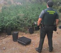 Más de 2.300 plantas de marihuana incautadas en una plantación de Los Guájares (Granada)