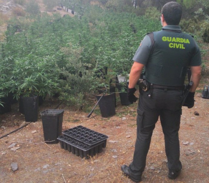 Plantación de marihuana en Los Guájares